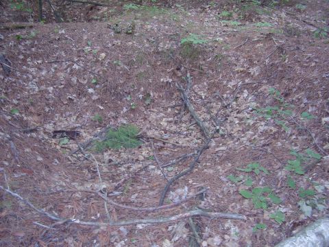 1996 Ford F-150 - Ground cover in a wooded area, showing pine needles and scattered leaves.