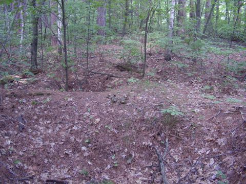 1996 Ford F-150 - A wooded area with a ground covered in pine needles and leaves.