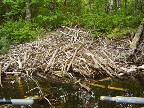 1996 Ford F-150 - Beaver Lodge in Moonshine Bay.