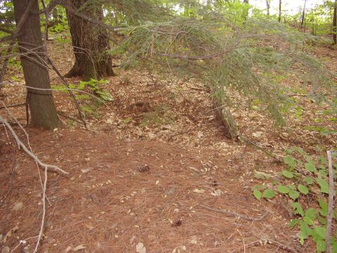 1996 Ford F-150 - Wooded area with pine needles and fallen leaves on the ground.