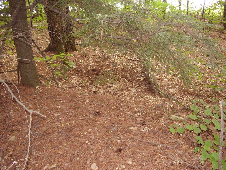 Forest floor covered in pine needles, with tree trunks and branches visible