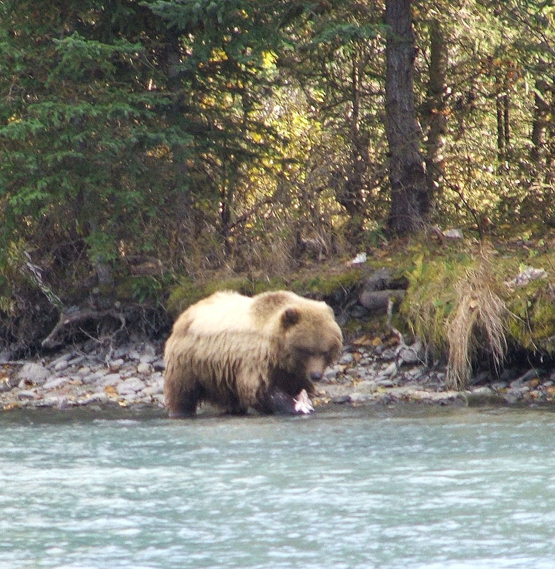 Bear eating fish in river with trees in background