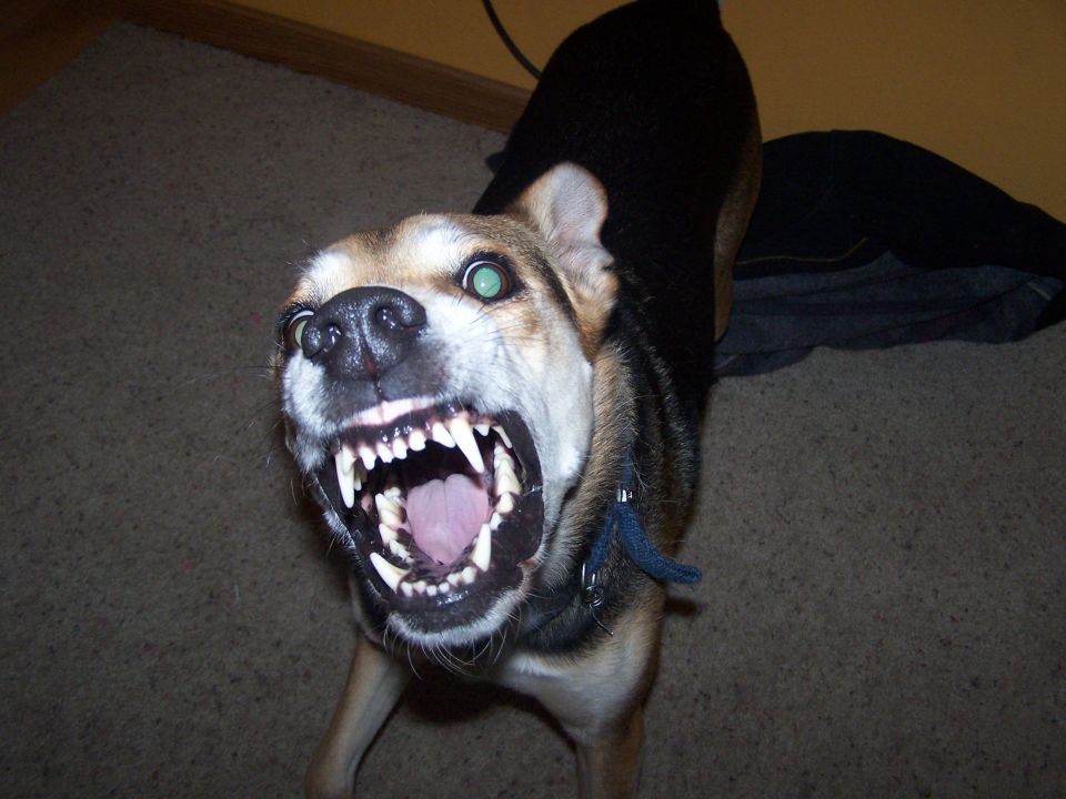 Dog with bared teeth and glowing green eyes, facing forward
