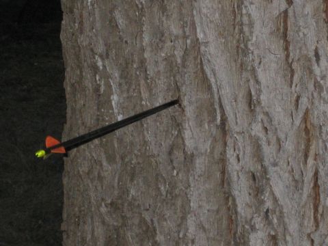 1986 Ford Bronco - Arrow lodged in the textured bark of a tree.
