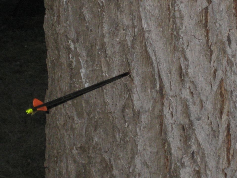 Arrow with orange fletching stuck in rough tree bark