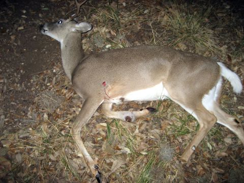 1986 Ford Bronco - A dead deer lies on the ground amidst dry leaves and grass, showing signs of injury.