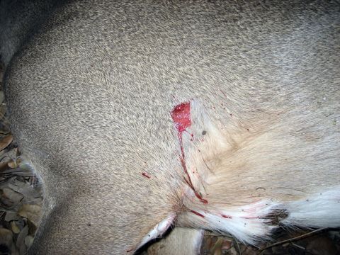 1986 Ford Bronco - Close-up of a deer carcass showing a wound with blood, indicating a hunting incident.