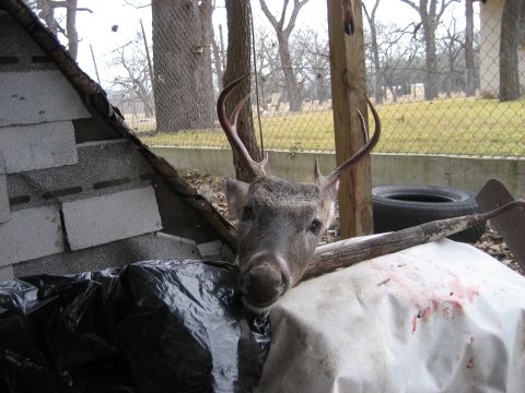 1986 Ford Bronco - A deer head with antlers is visible in the foreground, with a rural outdoor scene in the background.
