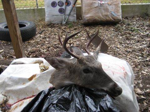 1986 Ford Bronco - A deer head rests on a tarp, with archery targets and a tire visible in the outdoor setting.