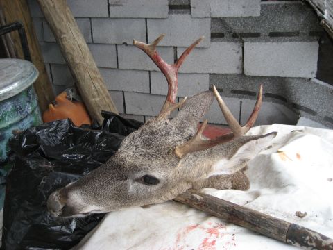 1986 Ford Bronco - A taxidermied deer head rests on a white cloth, surrounded by various discarded items.