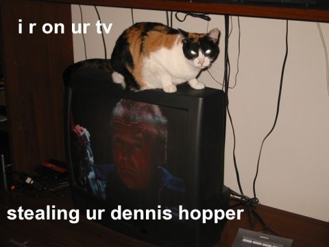 2000 Jeep Cherokee - A calico cat sits atop a television displaying an image of Dennis Hopper, accompanied by humorous text overlays.