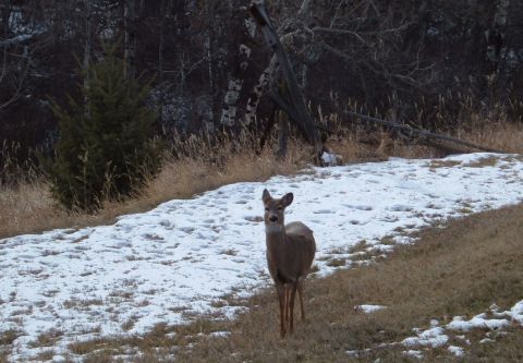 2006 Ford E350 - One of the three deer we saw on Christmas.