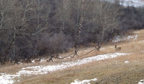 2006 Ford E350 - Another picture of the deer outside on Christmas.