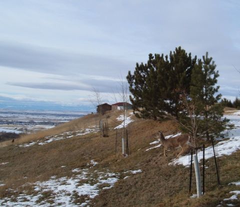 2006 Ford E350 - Deer above Bozeman, MT.