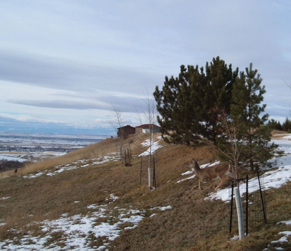 Deer above Bozeman, MT.