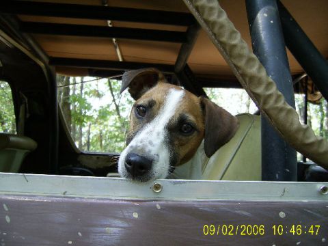 1979 Ford Bronco - A dog peers out from the interior of a vehicle, with trees visible in the background.