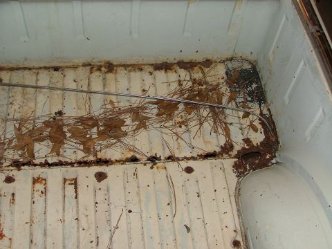 1969 Ford Ranchero - The interior of a 1969 Ford Ranchero truck bed shows significant rust and is filled with leaves and pine needles.