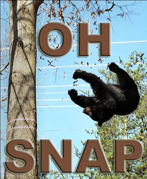 1986 Ford Bronco - A black bear tumbles through the air with the words "OH SNAP" displayed prominently.