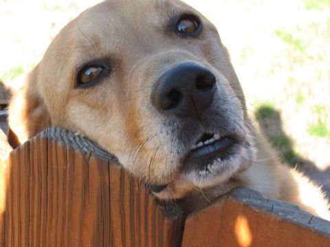 1994 Ford Bronco - This dog looks like it's had a long day and is resting on the fence.