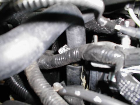 1997 Ford Crown Victoria - Close-up view of engine hoses and wiring, showing a section of the intake system.