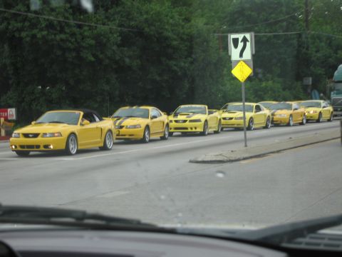 1991 Ford LTD Crown Victoria - Line of yellow Ford Mustangs parked along a roadside curb beside trees, with a lead convertible at front.
