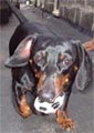 1997 Ford Crown Victoria - A dachshund dog is captured in a close-up shot, holding a ball.