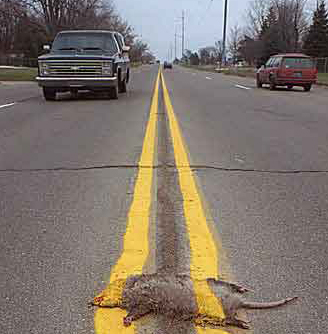1997 Ford Crown Victoria - A dead animal lies on the road between double yellow lines, with a truck and SUV nearby.