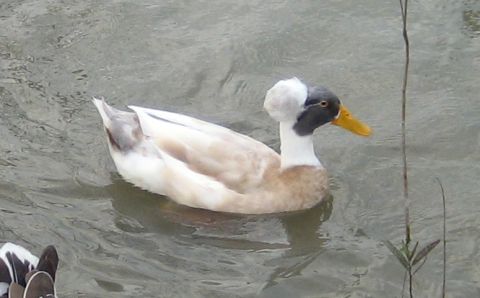 1986 Ford Bronco - A duck with a distinctive white crest and black face swims in the water, with another duck partially visible in the foreground.