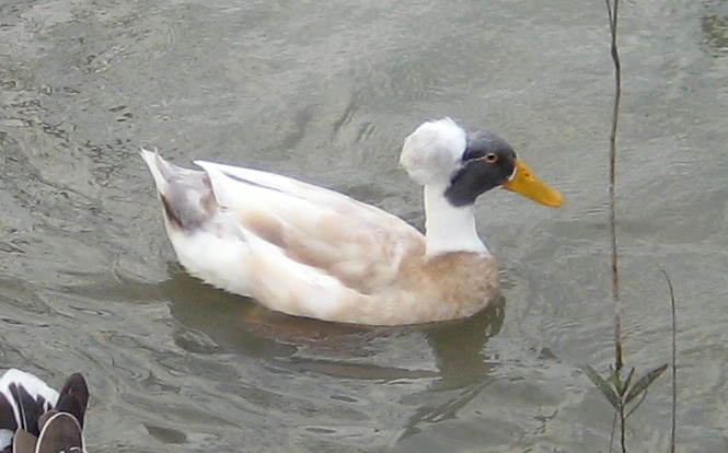 Duck with white crest and black face swimming in water