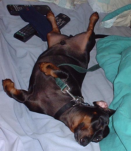 1997 Ford Crown Victoria - A dog is sprawled out on a bed, appearing to be fast asleep next to two remote controls.