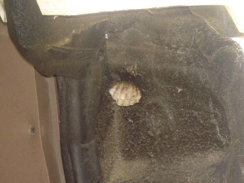 1996 Ford Bronco - This is a wasp nest that was sorta in my bronco. It is only exposed when the tailgate is opened to give you an idea of where it is located.