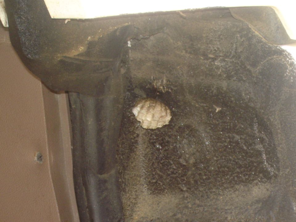 This is a wasp nest that was sorta in my bronco.  It is only exposed when the tailgate is opened to give you an idea of where it is located.