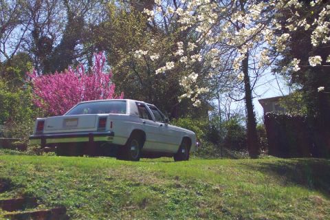1985 Ford Crown Victoria LTD - A white sedan is parked on a grassy incline surrounded by blooming trees.