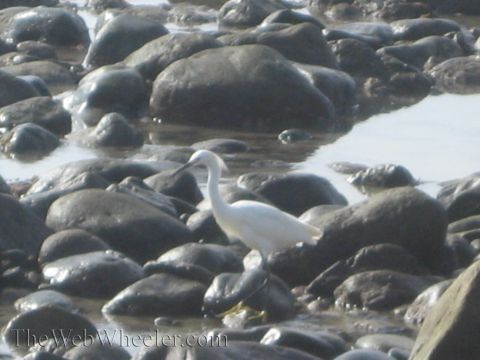 1985 Ford Mustang - A white egret bird stands among wet rocks, with a watermark visible at the bottom of the image.