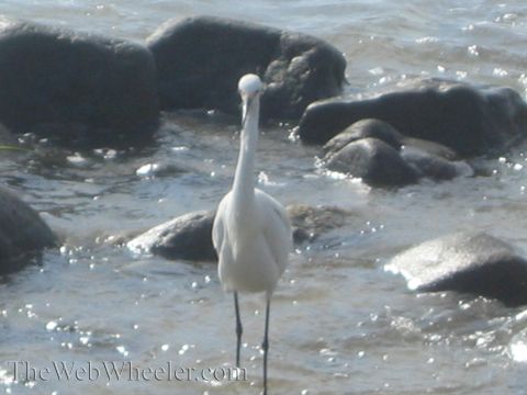 1985 Ford Mustang - A white egret stands in shallow water surrounded by dark rocks, with a watermark visible at the bottom.