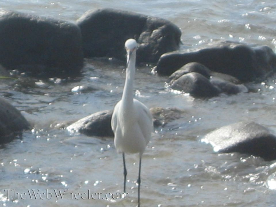 White egret in shallow water with rocks, TheWebWheeler.com watermark