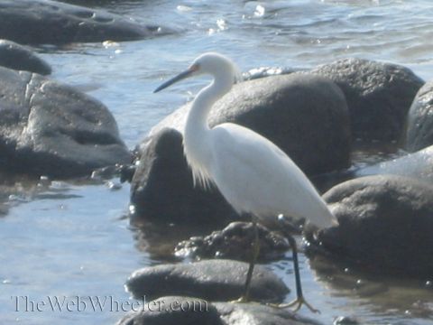 1985 Ford Mustang - A white egret stands on rocks by the water's edge, with a watermark in the corner.