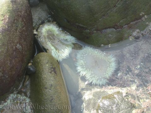1985 Ford Mustang - Sea anemones with white tentacles are visible in a tide pool, surrounded by mossy rocks.