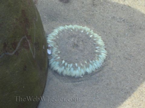 1985 Ford Mustang - A sea anemone is visible in shallow water, partially obscured by a large, dark object on its left.