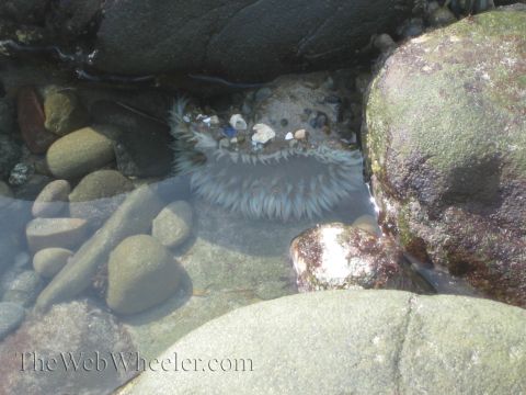 1985 Ford Mustang - A sea anemone rests in a tide pool, its tentacles spread wide among the rocks.