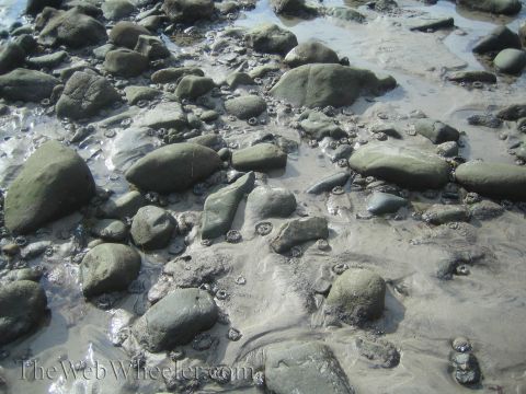 1985 Ford Mustang - The tide is out, revealing a rocky and muddy shoreline dotted with barnacles.