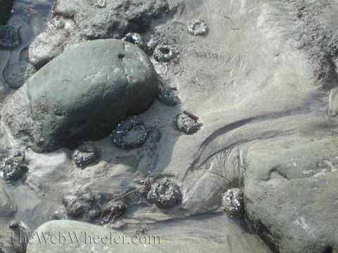 1985 Ford Mustang - Tide pool at low tide reveals rocks and sea anemones clinging to the sandy bottom.