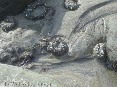 1985 Ford Mustang - Anemones are visible in the sand and on rocks at the shoreline during low tide.
