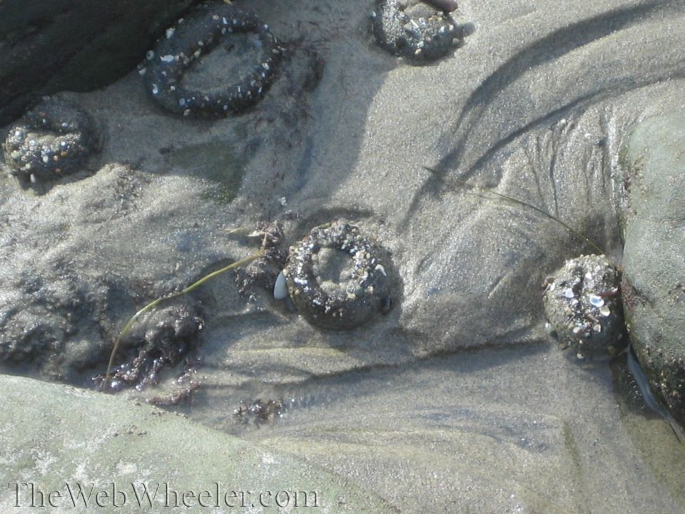 Several sea anemones stuck to rocks and sand at low tide
