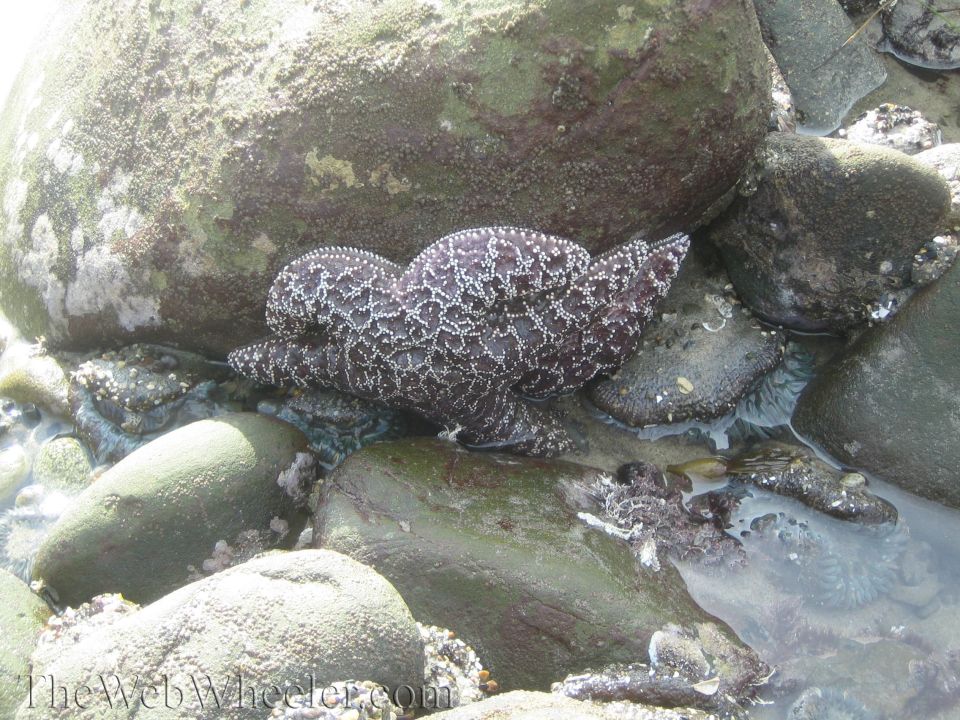 Dark starfish with white markings on wet rocks at the shore