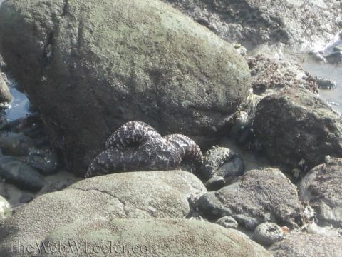 1985 Ford Mustang - A sea star is coiled on rocks, partially submerged in shallow water.