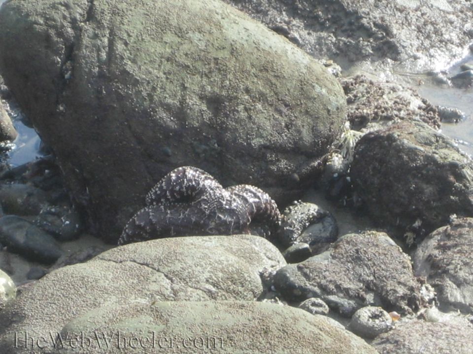 Sea star coiled on rocks near water