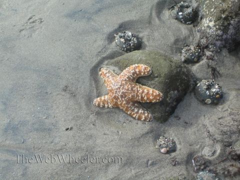 1985 Ford Mustang - A starfish is seen on the sand at low tide, surrounded by rocks and small sea creatures.