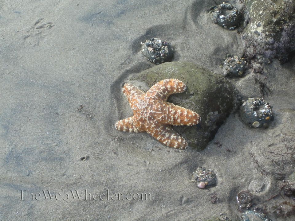 Starfish resting on wet sand near rocks and barnacles