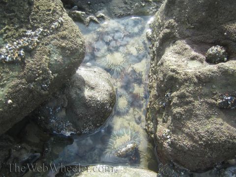 1985 Ford Mustang - Sea anemones are visible in a tide pool surrounded by rocks covered in barnacles and other small sea life.